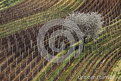 The beginning of spring and the first flowering tree white blossoming apple tree on the background.South moravia Czech republic. Stock Photo