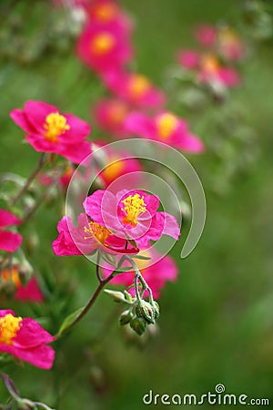 Pink flowers of a helianthemum. Vertical arrangement. Stock Photo