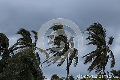 Beginning of tornado or hurricane winding and blowing coconut palms tree with dark storm clouds. Rainy season in the tropical Stock Photo