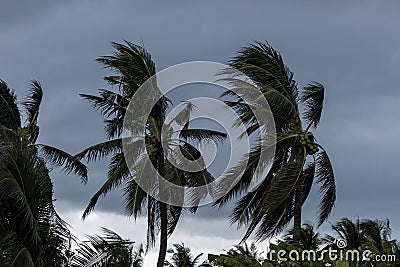 Beginning of tornado or hurricane winding and blowing coconut palms tree with dark storm clouds. Rainy season in the tropical Stock Photo