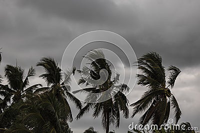 Beginning of tornado or hurricane winding and blowing coconut palms tree with dark storm clouds. Rainy season in the tropical Stock Photo