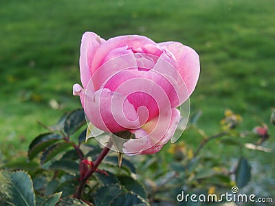 The beginning of withering, The last roses. park pink roses after the onset of frost. northern europe. Rose bush with pink roses Stock Photo