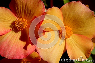 Begonia Blooms Stock Photo