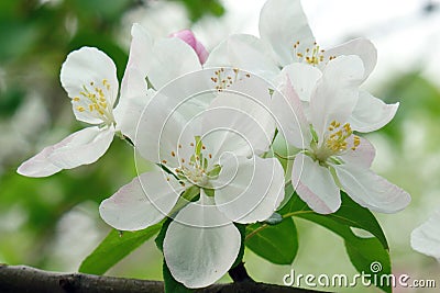 Close-up of charming white begonia flower.. Stock Photo