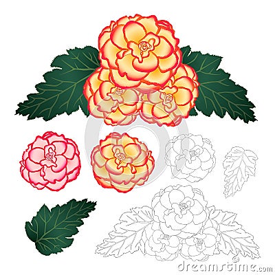 Begonia Flower, Picotee Sunburst and First Love with Outline isolated on White Background. Vector Illustration Vector Illustration