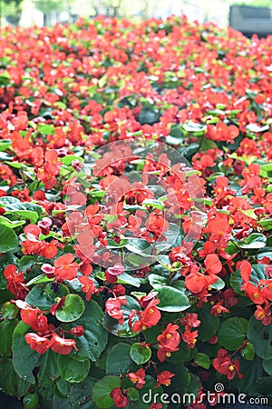 Begonia Flowers Stock Photo