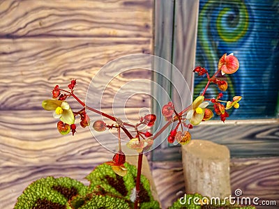 Begonia grandis flower blooming in a pot Editorial Stock Photo