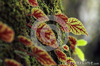 Begonia leaf on the rockwall Stock Photo