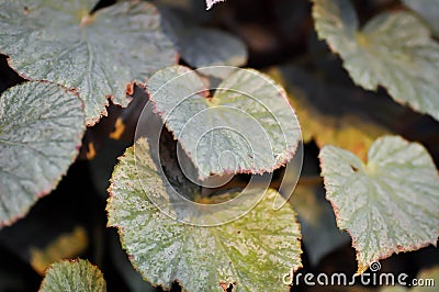 Begonia or Begonia Non Stop Mocca or Begonia maculata ,Begonia Maculata Wightii Stock Photo