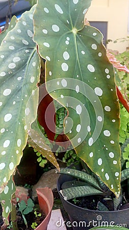 Begonia polkadot red Stock Photo