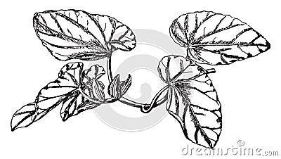 Begonia Sanguinea vintage illustration Vector Illustration