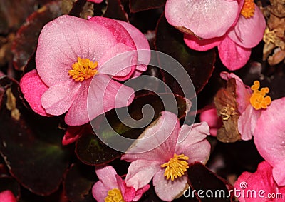 Begonia Semperflorens Cultorum pink Stock Photo