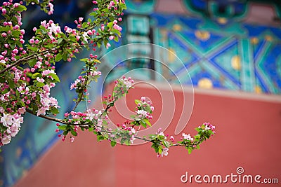 Begonia in spring, traditional Chinese architectural style red walls Stock Photo