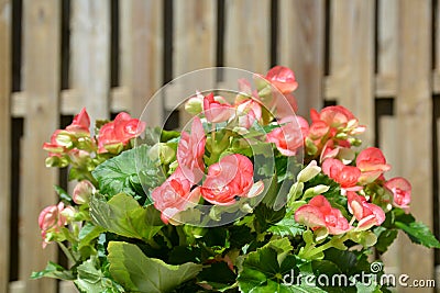 Backyard Begonias Stock Photo