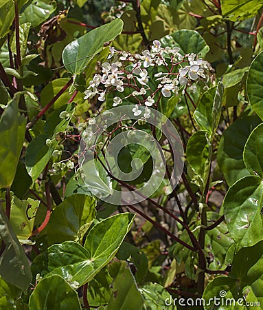 Begonias in Costa Rica Stock Photo