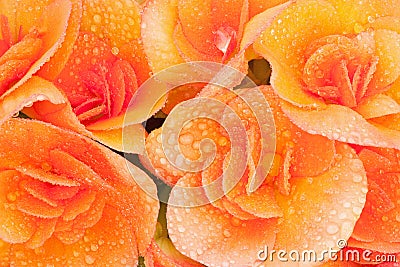 Begonias with Raindrops Stock Photo