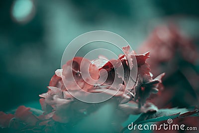 Begonias Red plants in fade turquoise background Stock Photo