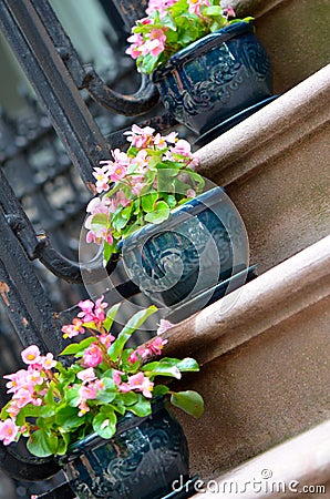 Begonias on Stairs Stock Photo