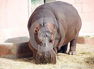 Hippopotamus hoofed mammal pig large animal Africa zoo poacher Stock Photo