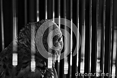 Behind The Bars Stock Photo