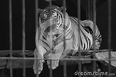 Behind the Bars Tiger Stock Photo