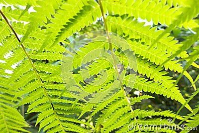 Behind fern leaf Stock Photo