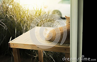 Behind scene of cat sitting in front of home Stock Photo