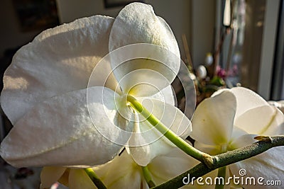 Behind shot of the white flowers of the indoor plant Stock Photo