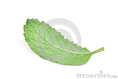 Behind the single fresh mint leaf isolated on white Stock Photo