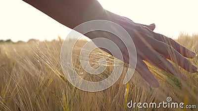 Bei Sonnenuntergang drücken die Händchen der weiblichen Bauern goldene Weizenohren auf dem Feld stock video footage Bei Sonnenuntergang drücken die Händchen der weiblichen Bauern goldene Weizenohren auf dem Feld stock video footage