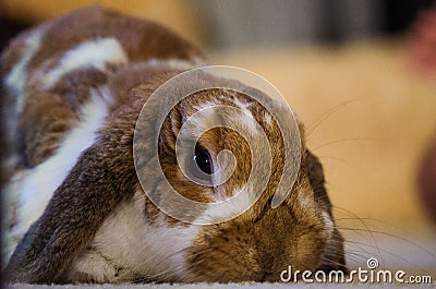 Beige / Brown Holland Lop Rabbit Stock Photo