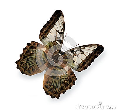 Beige butterfly isolated on white Stock Photo