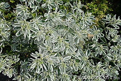 Beige butterfly pollinating flowers of variegated spurge Stock Photo