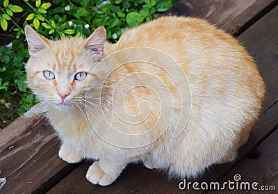 Beige cat Stock Photo