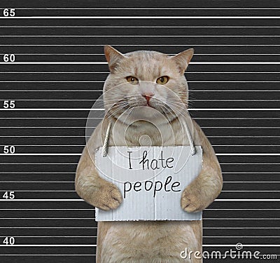 Cat prisoner with placard Stock Photo