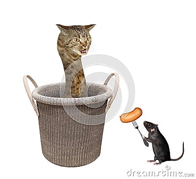 Cat snake inside knitting basket 2 Stock Photo