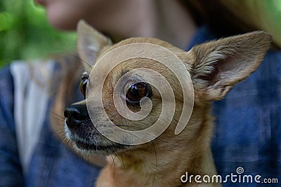 Beige chihuahua dog walks with its mistress in a summer forest Stock Photo