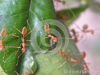 Beige color fire ant on leaf Stock Photo