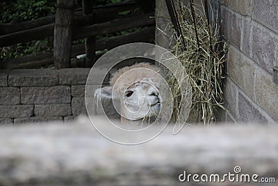 A beige colored alpaca eating some straw Stock Photo