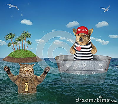 Dog lifeguard helps drowning cat Stock Photo