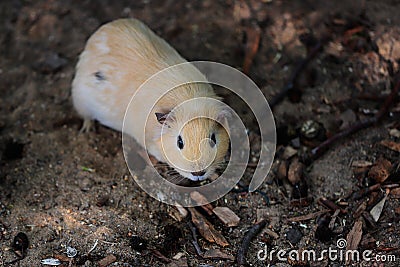 Beige domestic guinea pig Cavia porcellus cavy Stock Photo