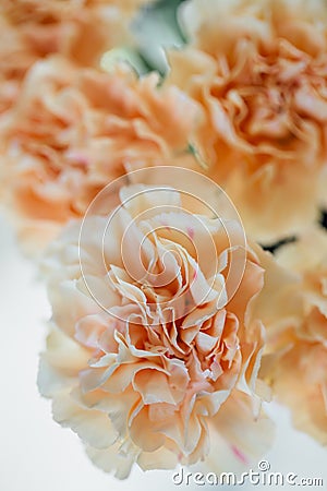 Beige flower carnation. floral background of carnations in pastel colors. Close up, macro Stock Photo