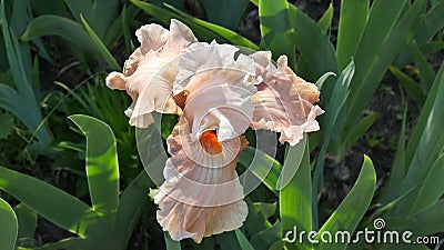The beige flower of bearded iris varieties Magic by gosh. Stock Photo