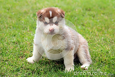 Beige husky puppy Stock Photo