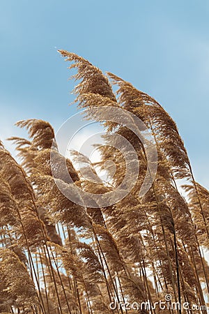 Beige pampas grass plant. Golden reeds, cortaderia plant Stock Photo