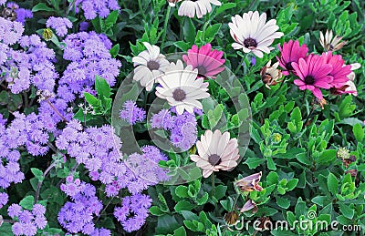 Beige and purple flowers of osteospermum or African daisies Stock Photo