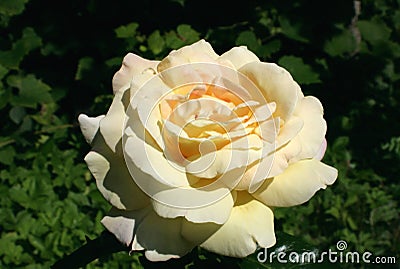 Beige roses in the garden Stock Photo