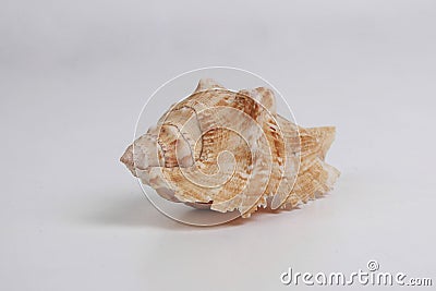 Beige shellfish Stock Photo