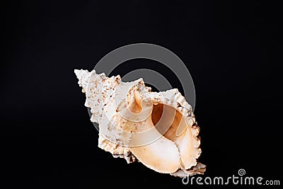 Sea shell Stock Photo