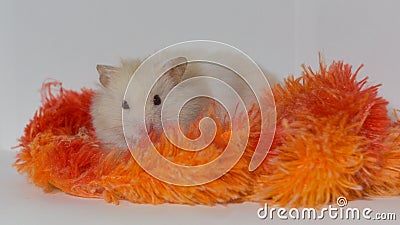 Beige and white golden hamster in the foreground playing Stock Photo